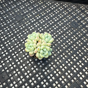 Sedum Clavatum