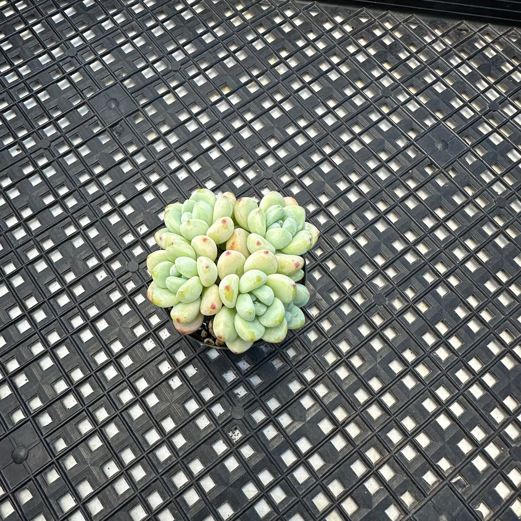Sedum Clavatum