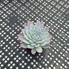 Load image into Gallery viewer, Echeveria ‘Violet Queen’