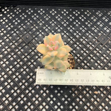 Load image into Gallery viewer, Graptoveria titubans Variegated