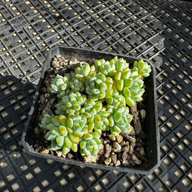 Sedum perezdelarosae