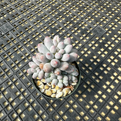 Pachyphytum ‘Machucae’ aka Baby Fingers