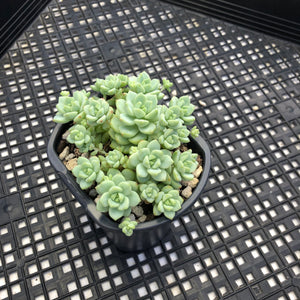Sedum perezdelarosae