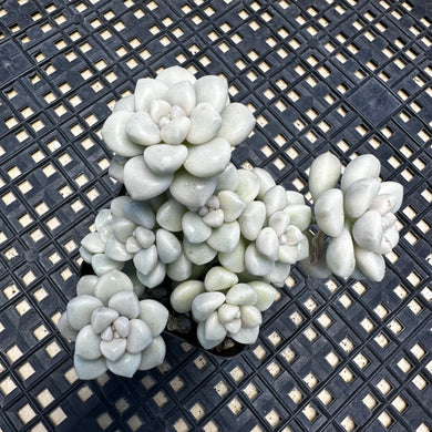 Graptopetalum mendozae Variegated