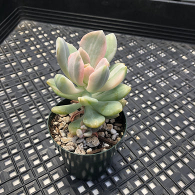 Pachyveria Pachyphytodies Variegated