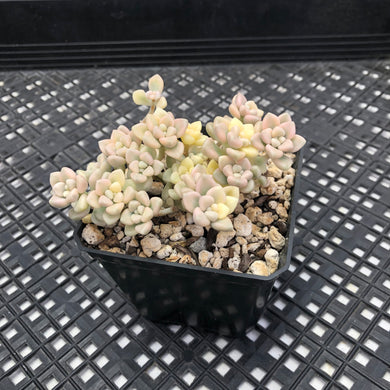 Graptopetalum mendozae Variegated