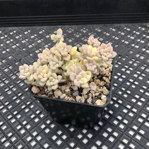 Graptopetalum mendozae Variegated
