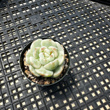 Load image into Gallery viewer, Sedeveria ‘Pudgy’ Variegated