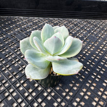 Load image into Gallery viewer, Echeveria cv. hakuhou