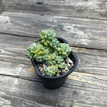 Load image into Gallery viewer, Sedum perezdelarosae