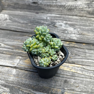 Sedum perezdelarosae