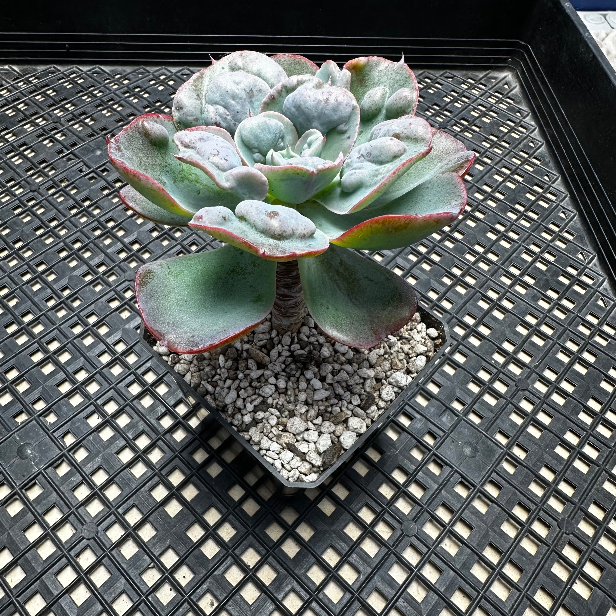 heart delight succulent Echeveria 'Hearts Delight' – Chubby Leaf Succulents