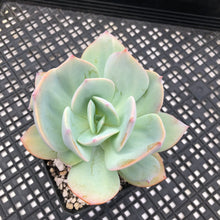 Load image into Gallery viewer, Echeveria cv. hakuhou Variegated