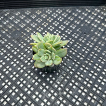 Load image into Gallery viewer, Echeveria White Snow Variegated 
