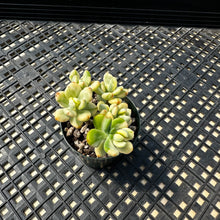Load image into Gallery viewer, Echeveria macdougallii variegated  aka “sedoides“