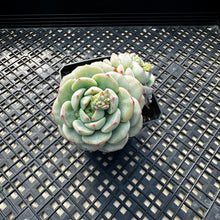 Load image into Gallery viewer, Sedeveria ‘Pudgy’