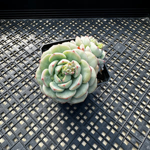 Sedeveria ‘Pudgy’