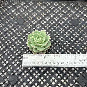 Echeveria Porima