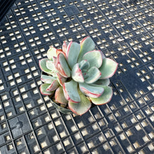 Load image into Gallery viewer, Echeveria ‘Misellosa’