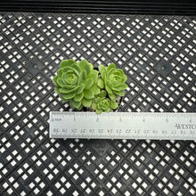 Load image into Gallery viewer, Sedeveria ‘Green Rose’