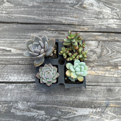 Assorted Colorful 2” Succulent sets