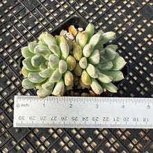 Load image into Gallery viewer, Echeveria ‘Pebbles’