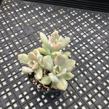 Load image into Gallery viewer, Pachyveria Pachyphytodies Variegated