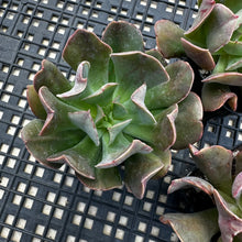 Load image into Gallery viewer, Echeveria ‘Dark Vader’