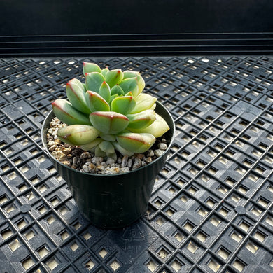 Echeveria ‘Tango’ Variegated