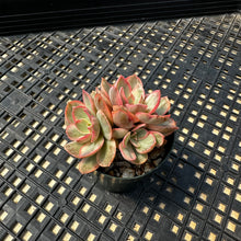 Load image into Gallery viewer, Echeveria  ‘Suyon’ Variegated