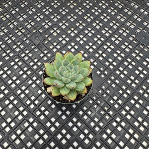 Echeveria ‘Mars’