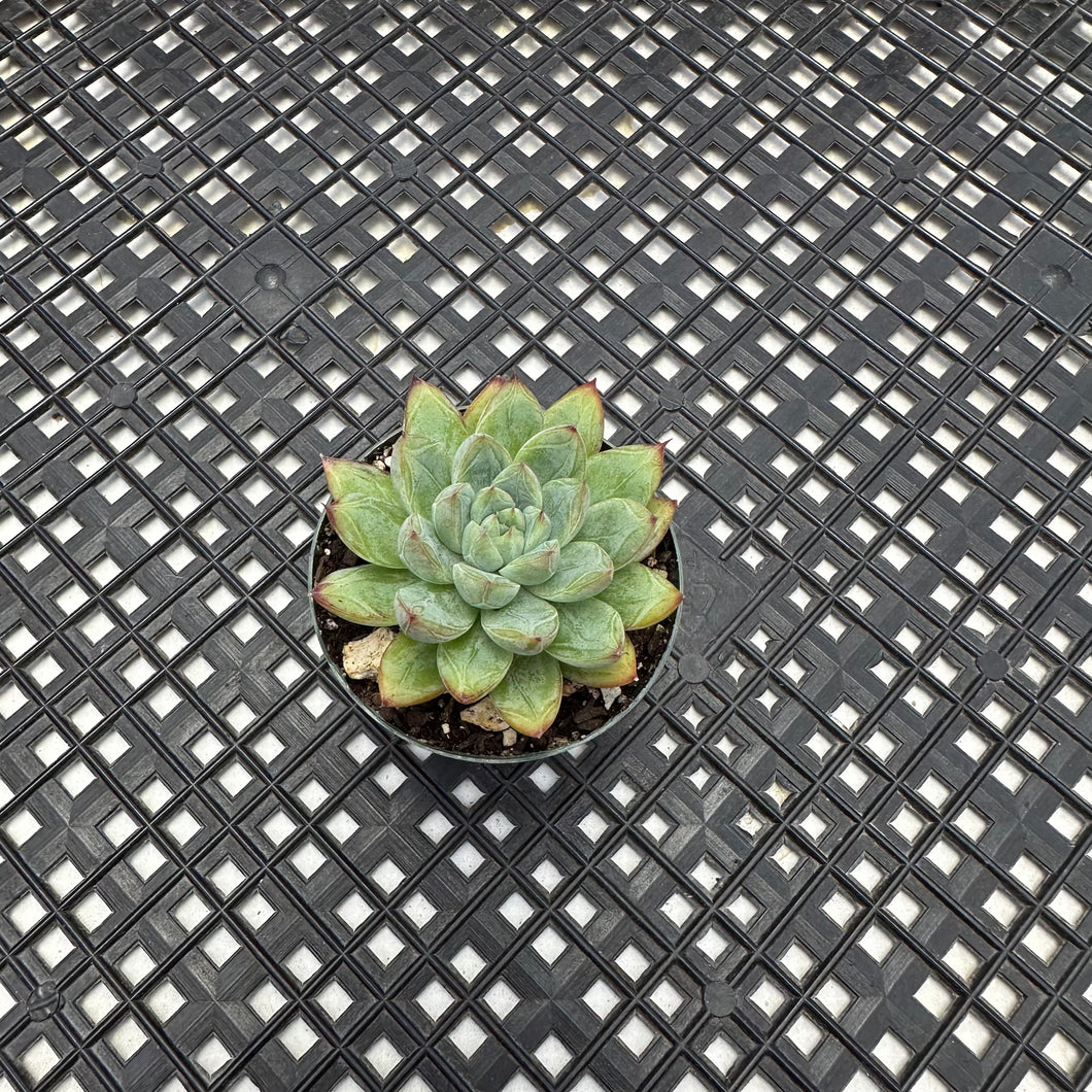 Echeveria ‘Mars’