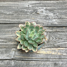 Load image into Gallery viewer, Echeveria ‘Esther’ Variegated w/planter