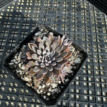 Load image into Gallery viewer, Graptopetalum rusbyi aka (San Francisco River Leather Petal)