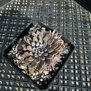 Graptopetalum rusbyi aka (San Francisco River Leather Petal)
