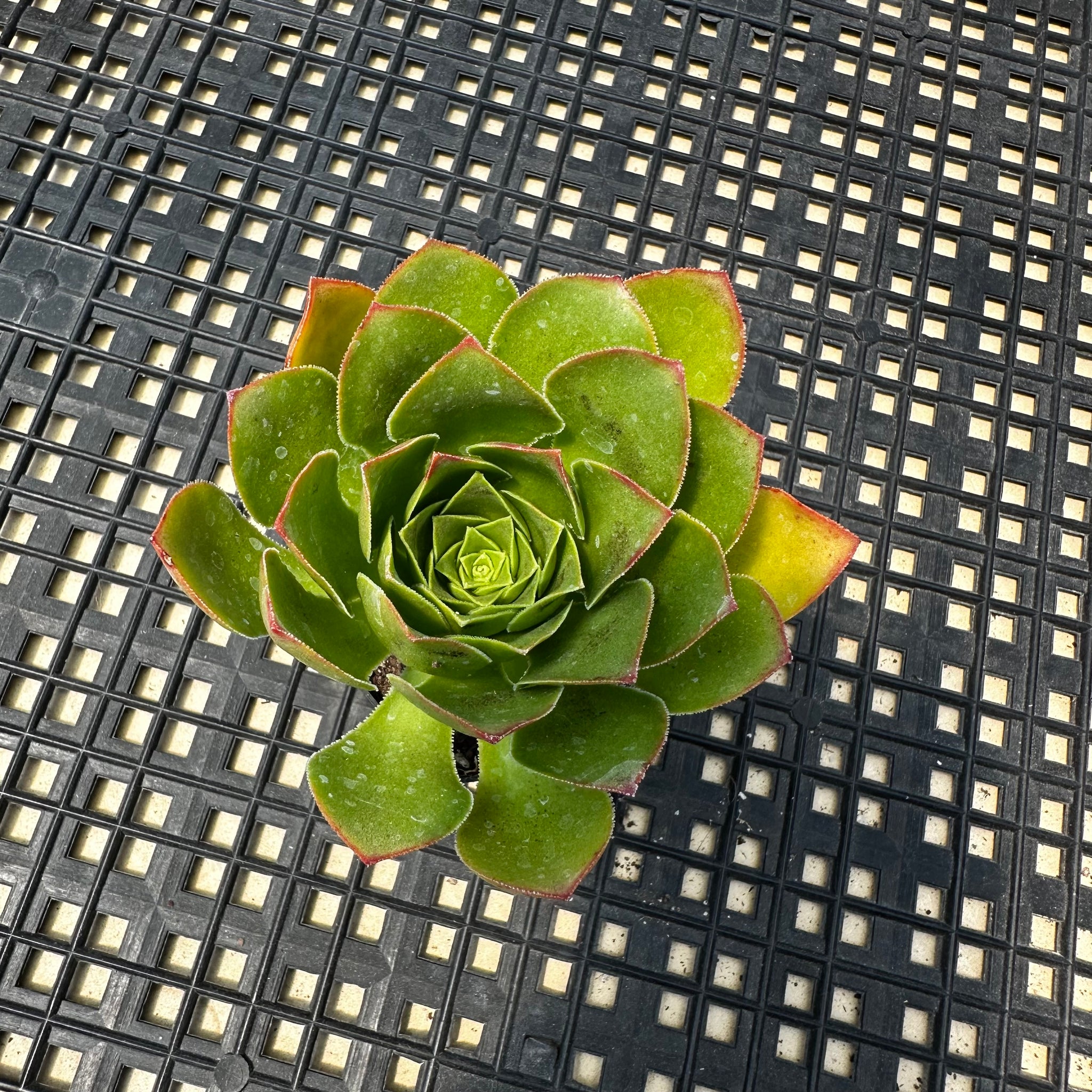 diamond succulent Semponium 'Diamond' – Chubby Leaf Succulents