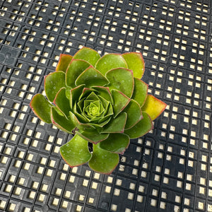 Semponium ‘Diamond’