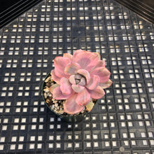 Load image into Gallery viewer, Graptoveria Variegated ‘Mrs Richards’