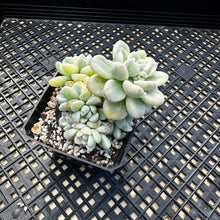 Load image into Gallery viewer, Sedum clavatum variegated