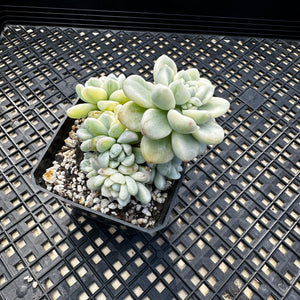 Sedum clavatum variegated