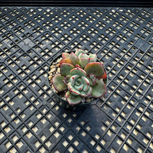 Load image into Gallery viewer, Echeveria ‘Misellosa’
