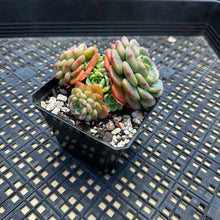 Load image into Gallery viewer, Echeveria ‘Sugar Baby’