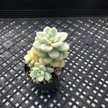 Load image into Gallery viewer, Sedum clavatum variegated