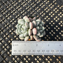 Load image into Gallery viewer, Graptoveria ‘Bridgette’