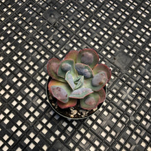 Load image into Gallery viewer, Echeveria ‘Hearts Delight’