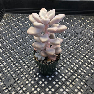 Gratopetalum ‘Ellen’
