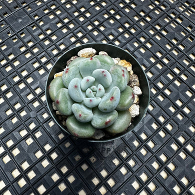 Echeveria amoena microcalyx