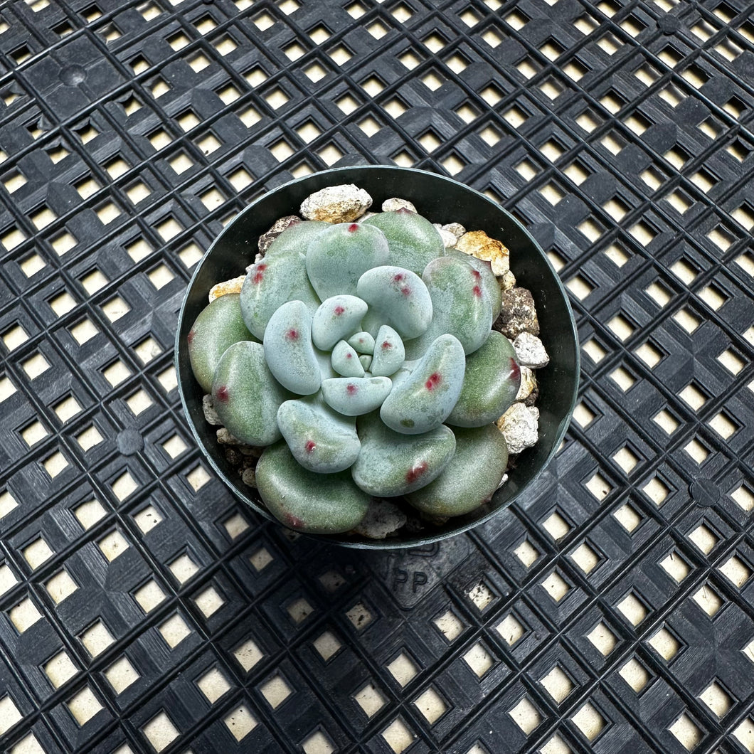 Echeveria amoena microcalyx