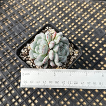 Load image into Gallery viewer, Echeveria ‘Viyant’