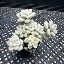 Load image into Gallery viewer, Graptopetalum mendozae Variegated